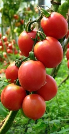 Семена сочных томатов