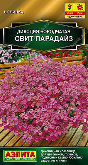 1934A Диасция Свит парадайз, 20 шт