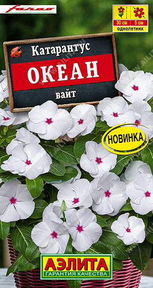 1938A Катарантус Океан вайт, 10 шт