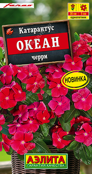 1939A Катарантус Океан черри, 10 шт