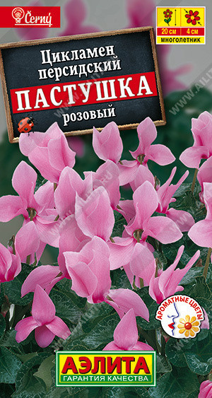 8311U Цикламен персидский Пастушка розовый 3шт