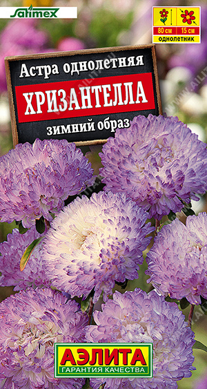1183A Астра Хризантелла зимний образ 15 шт