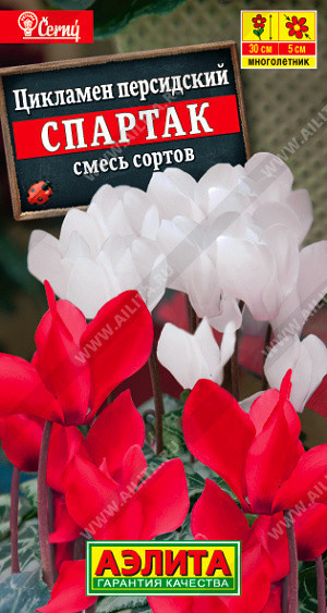8312U Цикламен персидский Спартак, смесь сортов 3шт