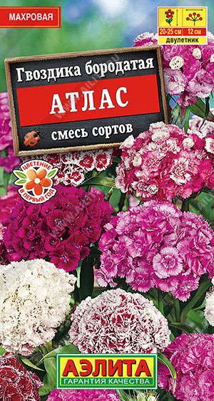 1301A Гвоздика Атлас турецкая махровая, смесь сортов 0,1 гр