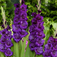 G122 Purple Flora