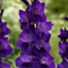 G122 Purple Flora