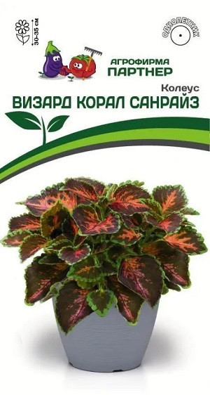 8367U Колеус ВИЗАРД КОРАЛ САНРАЙЗ / шлемниковидный 10шт