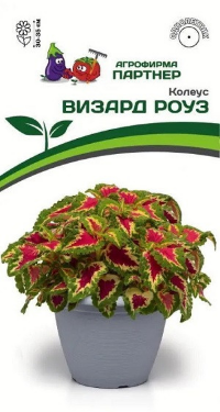 8368U Колеус ВИЗАРД РОУЗ / шлемниковидный 10шт