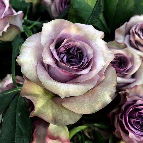 R171 ДОЛЬЧЕТТО