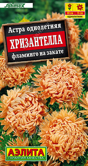 1187A Астра Хризантелла фламинго на закате 15 шт