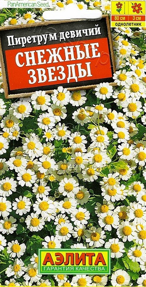 8273U Пиретрум Снежные звезды 7шт